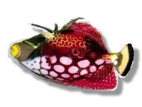 GMO Fish-Berry